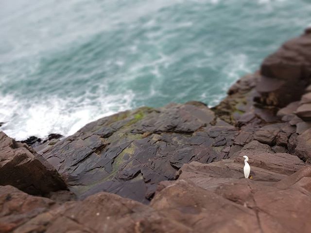 garça admirando o oceano de uma pedra, como forma de provocar uma tentativa do leitor compreendê-la de forma empática