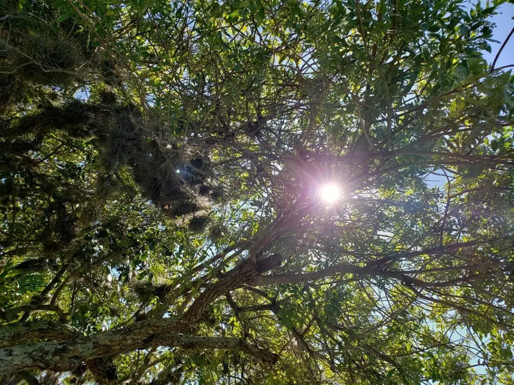 Foto tirada de baixo para cima, em que se observam os raios de sol penetrando a copa de uma árvore, fazendo referência à cobertura de base pelo time de customer success.